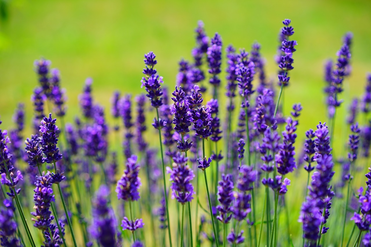 1 blau violet
