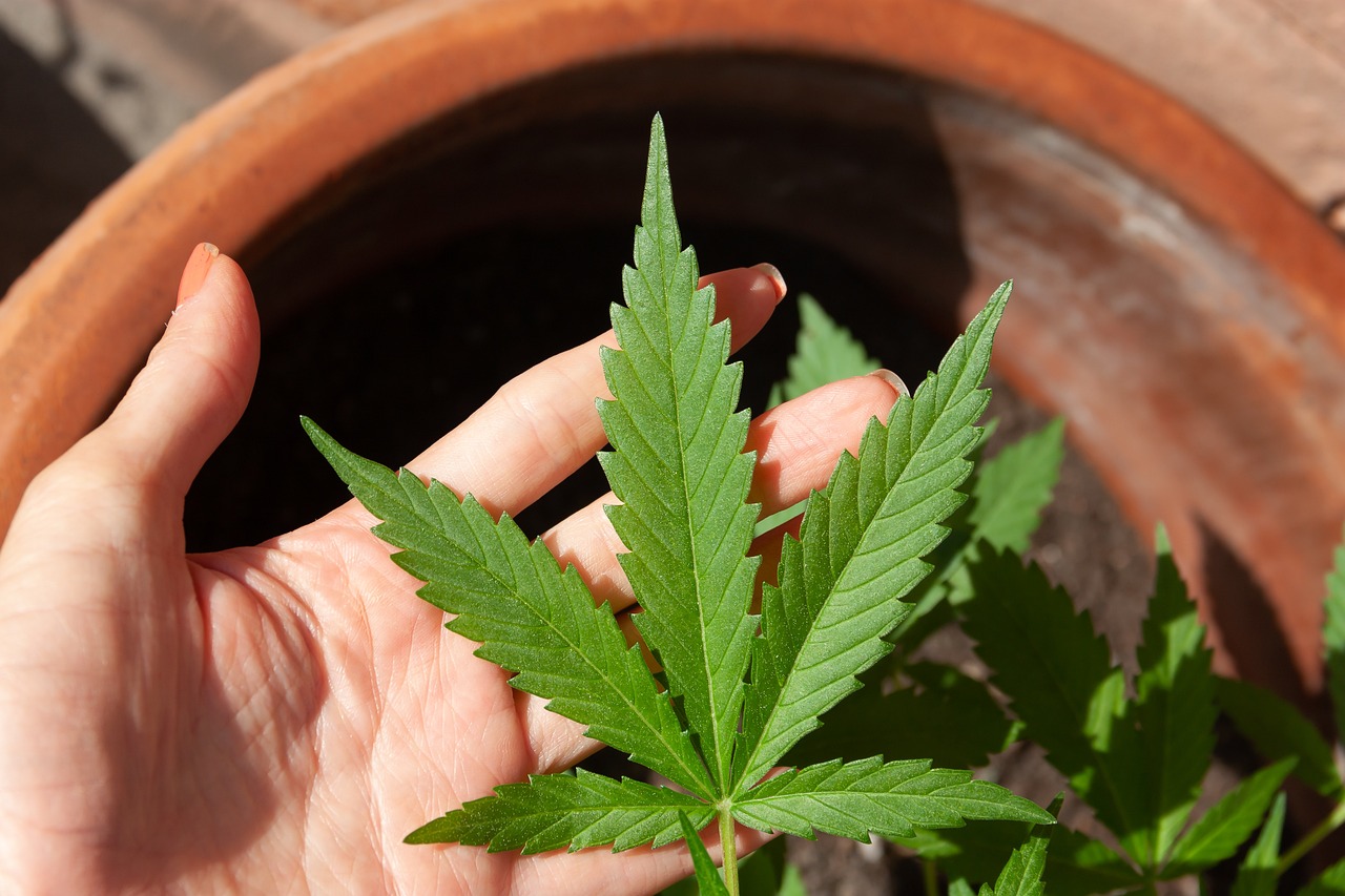 cannabis 5003423 1280