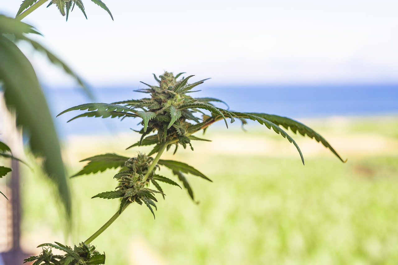marijuana leaf 5315560 1280