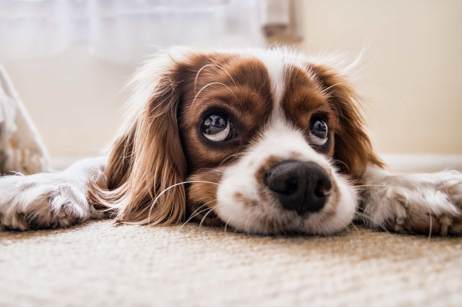 cocker spaniel gf25b656e9 1920